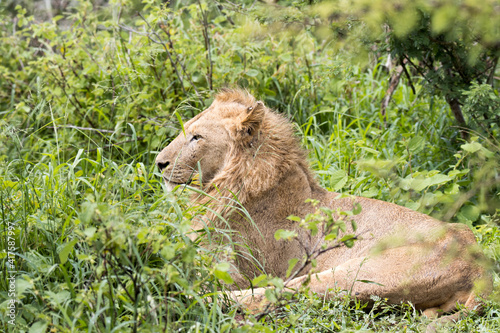 Kruger National Park   male lion lying in lush summer growth