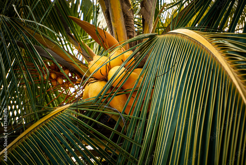 Owoce palmy kokosowej na drzewie, tropikalne jedzenie. - obrazy, fototapety, plakaty 