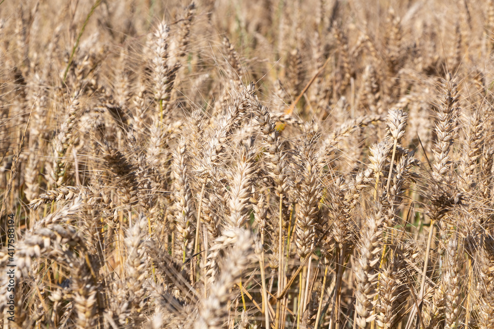 Fototapeta premium Field of wheat during summer in Brittany