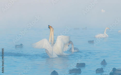 Fototapeta Naklejka Na Ścianę i Meble -  White swans in the lake. Morning misty scene. Swans in a heart shape. (Cygnus olor) is a species of swan and a member of the waterfowl family Anatidae.