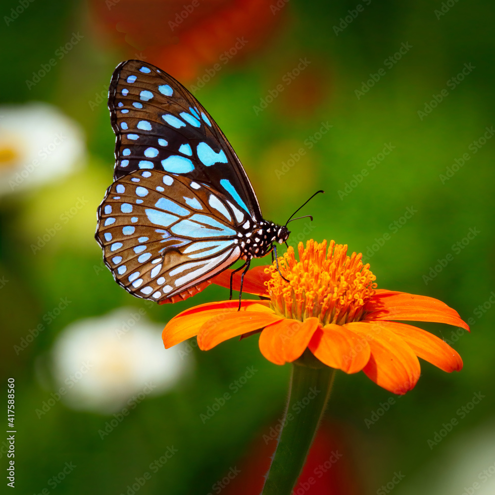 Fototapeta premium Butterfly Blue Tiger or Danaid Tirumala limniace on red sunflower or Mexican sunflower (Tithonia rotundifolia), with green yellow blurred bokeh background 