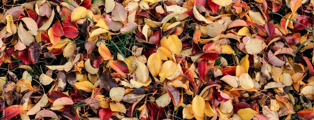 Autumn fallen bright colorful leaves. Seasonal background. The foliage of a pear tree. Selective focus. Banner. Autumn fallen bright colorful leaves. Seasonal background. The foliage of a pear tree. Selective focus. Banner.