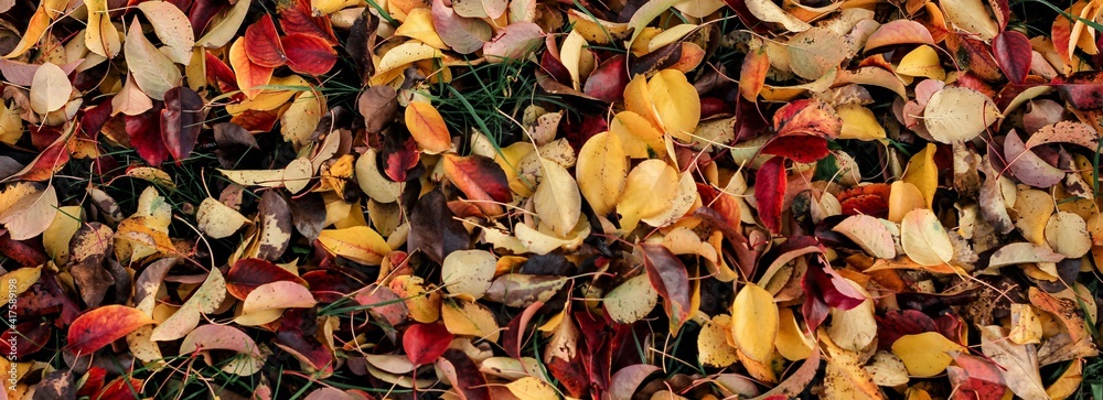 Autumn fallen bright colorful leaves. Seasonal background. The foliage of a pear tree. Selective focus. Banner.	