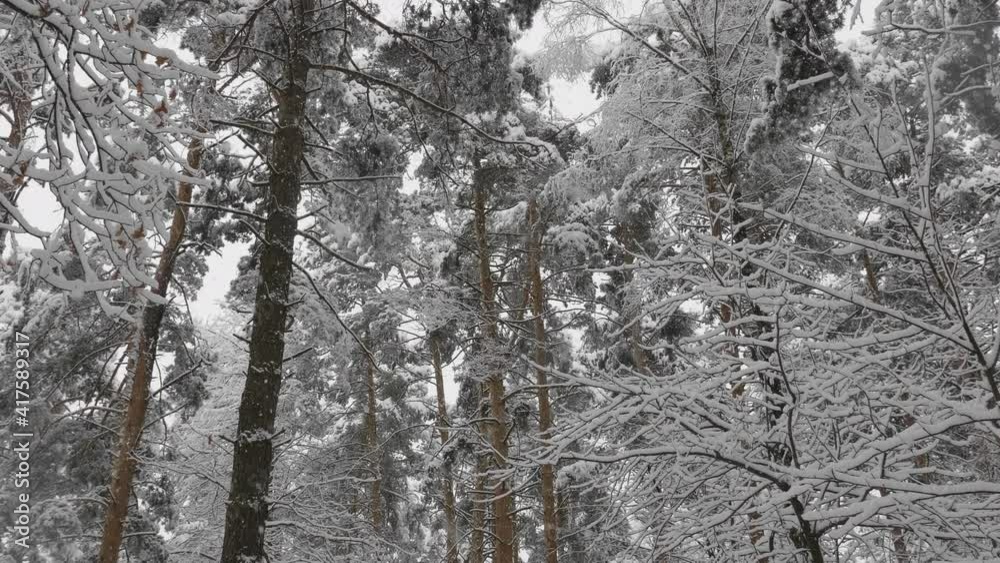 Winter forest during a snowfall, slow motion. Winter forest during a snowfall, slow motion.