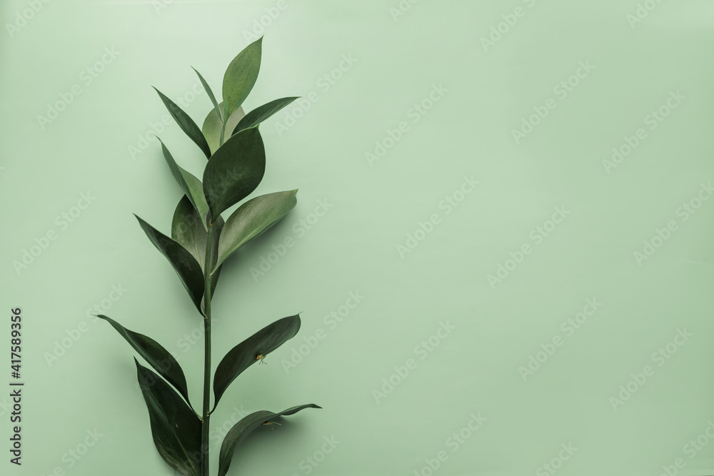 a branch of a green plant on a green background copy space, a beautiful branch of a green flower