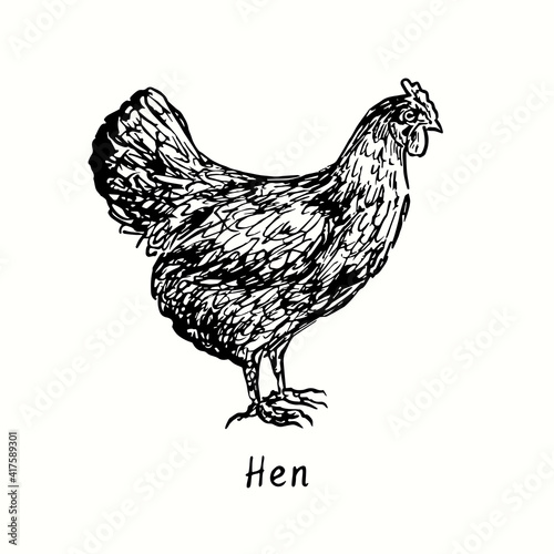 Hen side view. Ink black and white doodle drawing in woodcut outline style. Vector illustration