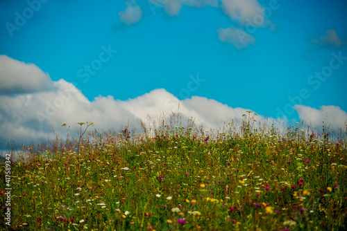 Blooming meadow on a hill on a sunny summer day and blue sky with fluffy clouds.