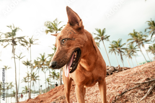 Brązowy dziki pies na tle palm i nieba.
