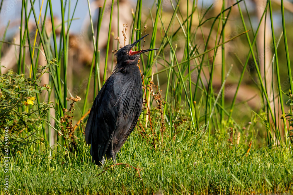 Obraz premium Black Heron (Egretta ardesiaca) hunting in a lake in Zimanga Game Reserve in South Africa
