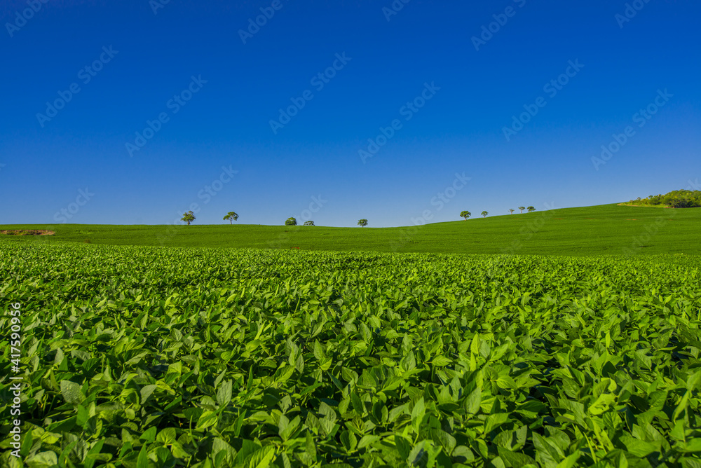 soy plantation, agriculture and development