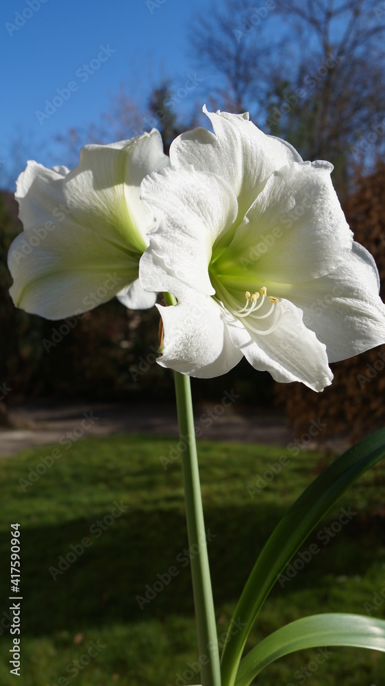 Fototapeta premium amaryllis blooms in spring