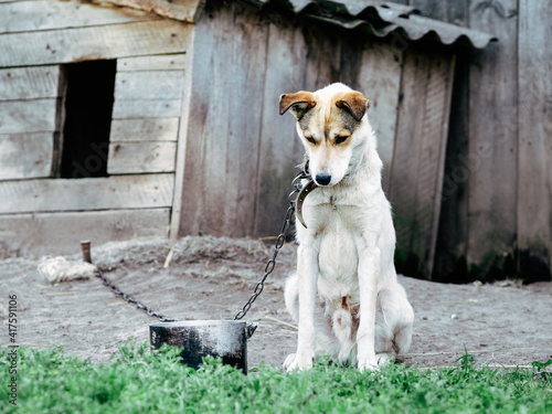 Sad, hungry, thin and lonely dog in chain sitting outside dog house. Concept of animal abuse photo