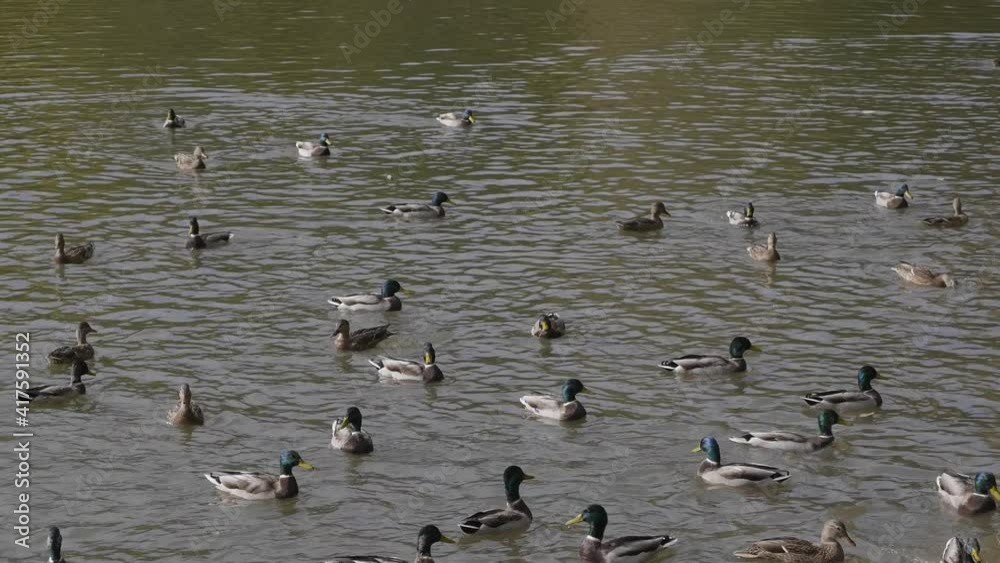 Goose on walk floating in the pond water. Goose on walk floating in the pond water.