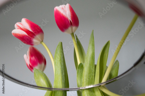 I miei tulipani