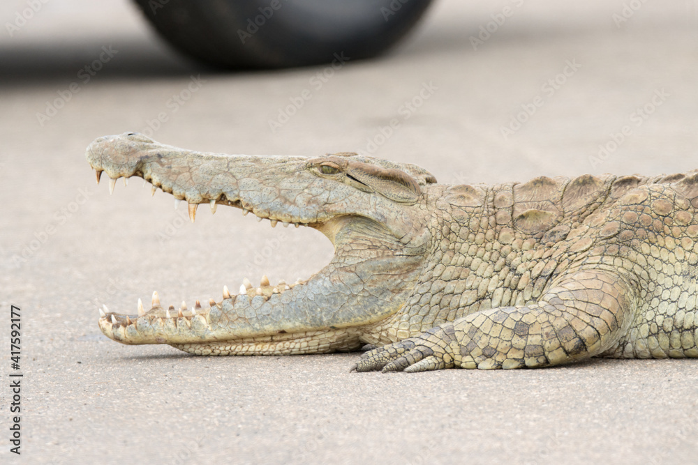 Naklejka premium Kruger National Park: Crocodile blocking road