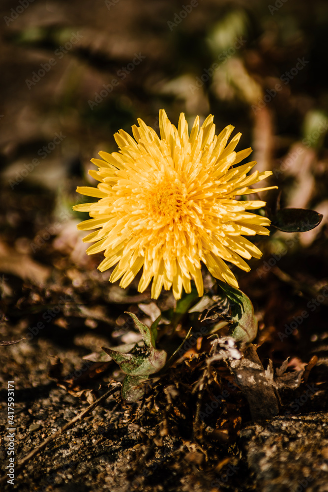 yellow dandelion flower