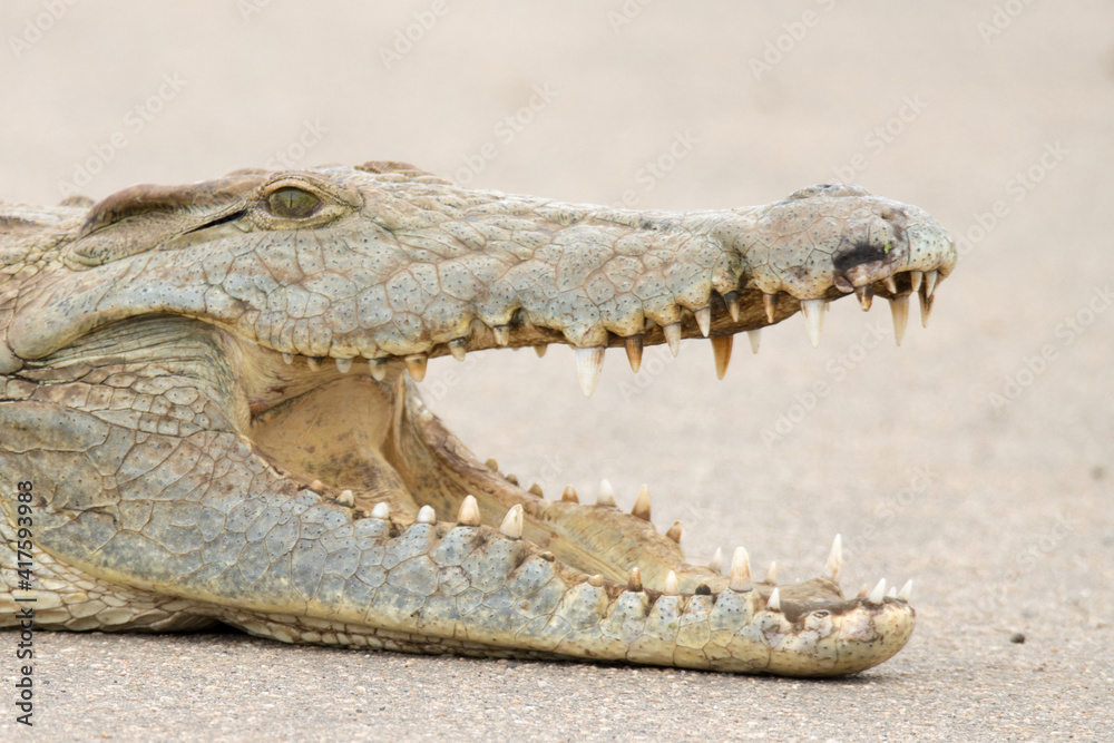 Obraz premium crocodile head close up