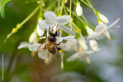 Bee flying collecting pollen at white flower. Bee flying over the white flower in natural green blur background. © MERCURY studio