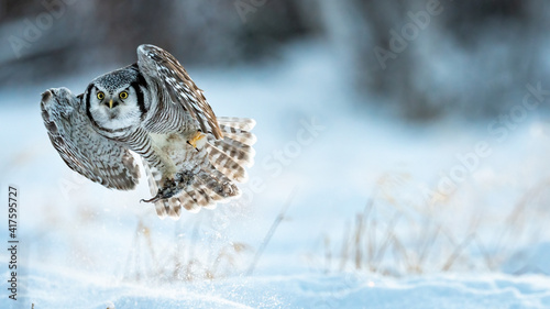 Northern Hawk owl (Surnia ulula) catching a mouse in minus 30 degrees celsius in Norway 