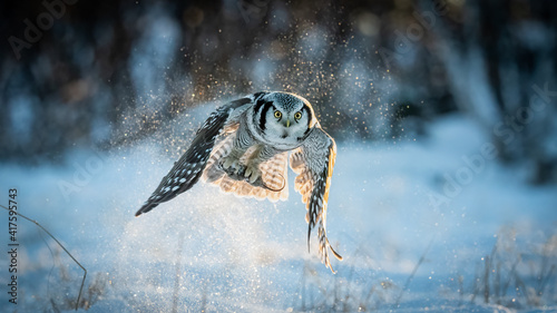 Northern Hawk owl (Surnia ulula) catching a mouse in minus 30 degrees celsius in Norway 