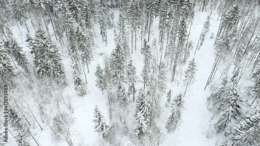 Drone shot flying on winter forest, aerial top-down view. Slow flight in forest on winter season.
Drone shot flying on winter forest, aerial top-down view. Slow flight in forest on winter season.