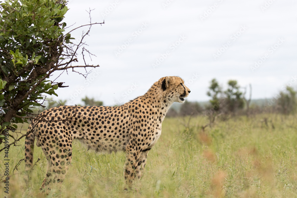 Kruger National Park: Cheetah scanning area for possible prey Kruger National Park: Cheetah scanning area for possible prey