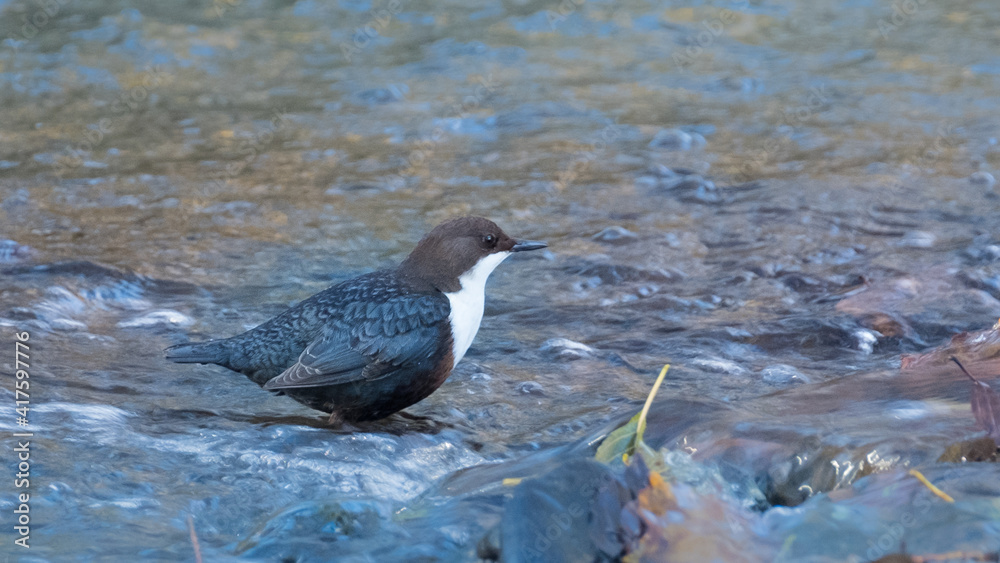 Wasseramsel in einem Bach