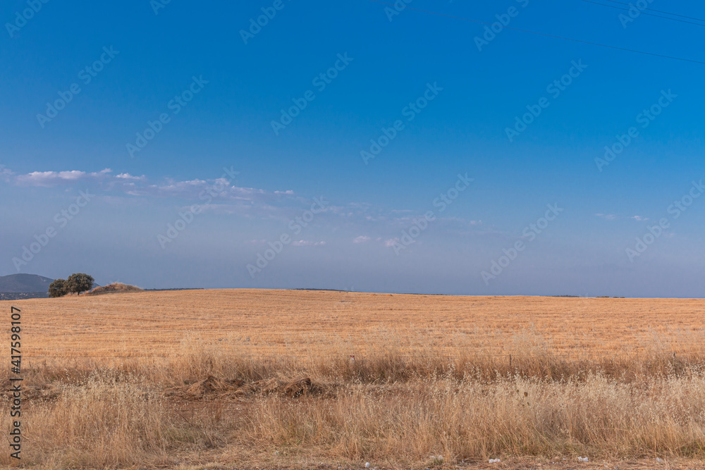 Freshly picked dry cereal field in Andalusia