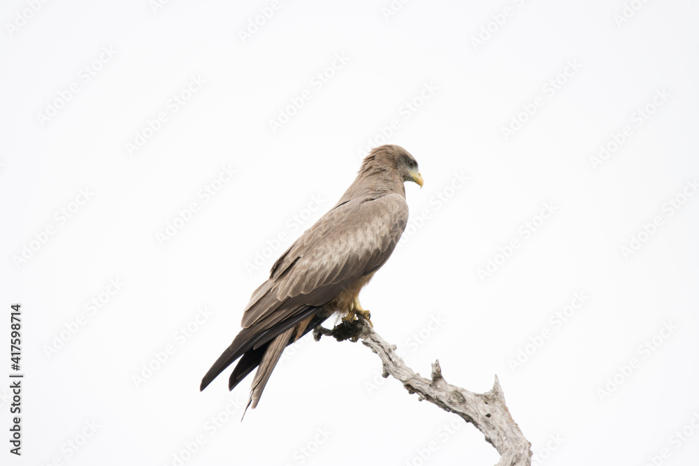 Kruger National Pasrk: Yellow-billed Kite perched in dead tree