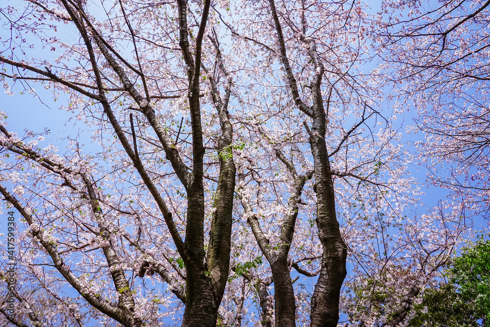 春の公園「神奈川県立四季の森公園」桜の花 春の公園「神奈川県立四季の森公園」桜の花