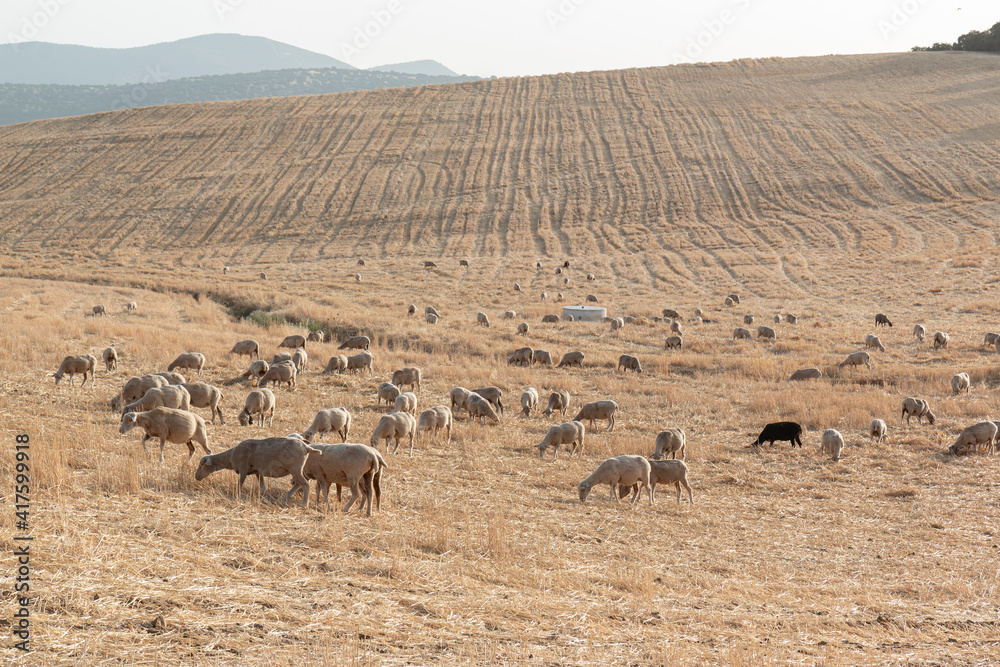 Sheep grazing in a dry cereal field Sheep grazing in a dry cereal field