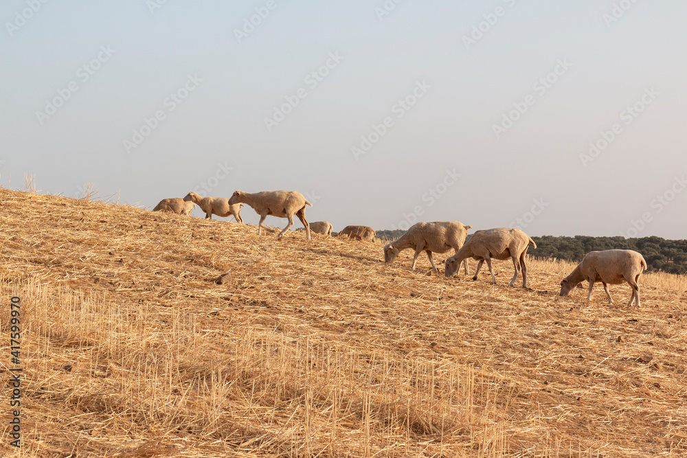 Sheep grazing in a dry cereal field