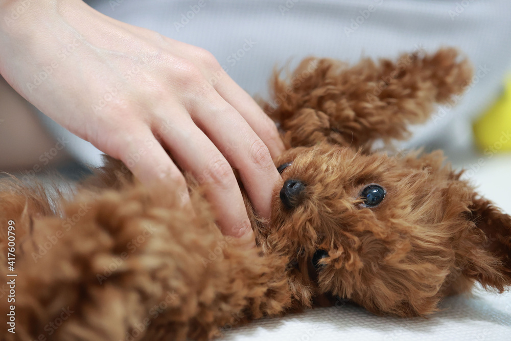いぬ 犬 イヌ ワンコ わんこ プードル ティーカッププードル トイプードル 手 飼い主の手 撫でられる だっこ 抱っこ 眠い Stock 写真 Adobe Stock