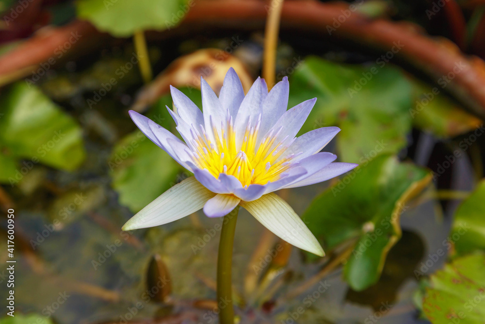.Purple lotus in the water basin .Purple lotus in the water basin
