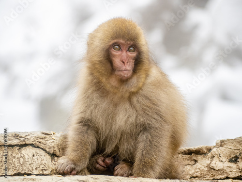 Japanese snow monkey sitting beside hot spring 1 © Hanstography