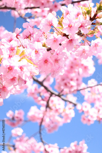 さくら サクラ 桜 春 ピンク 花見 美しい かわいい 綺麗 青空 淡い 入学