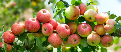 Canvas Print Apple tree. Ripe apples on a tree