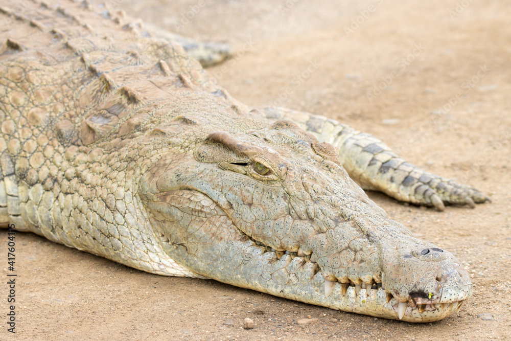 Fototapeta premium Kruger National Park: close up of a Nile crocodile head and snout
