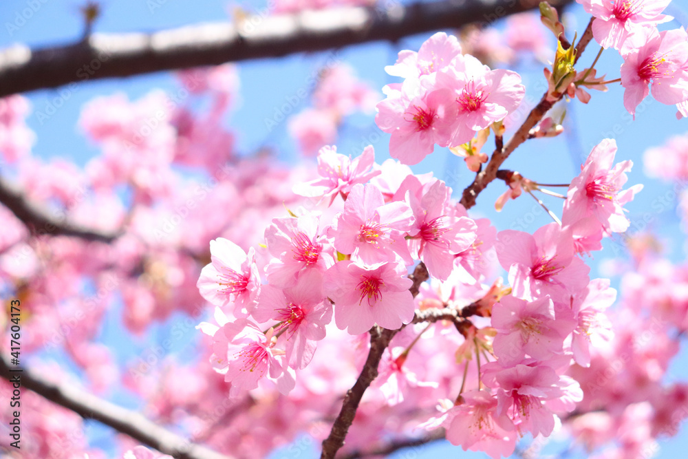 サクラ 桜 春 ピンク 花見 淡い さくら 満開 美しい きれい 花見 入学 卒業