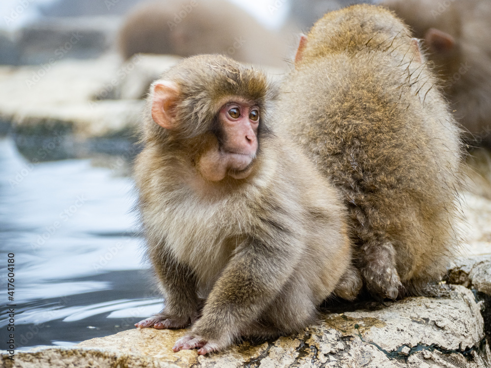 Japanese snow monkey sitting beside hot spring 13 Japanese snow monkey sitting beside hot spring 13