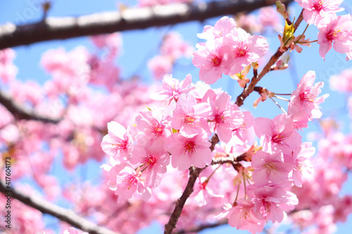 サクラ 桜 春 ピンク 花見 淡い さくら 満開 美しい きれい 花見 入学 卒業 © rin