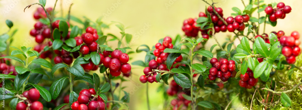 wild cowberry in a forest wild cowberry in a forest