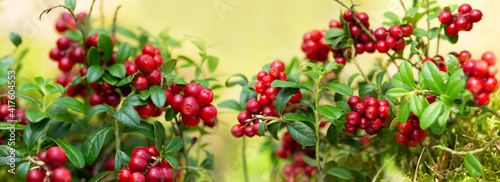 wild cowberry in a forest