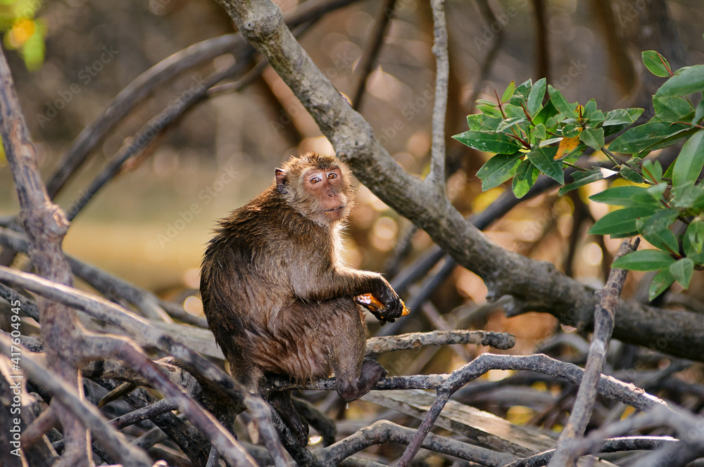 A cute monkey lives in a mangrove forest of Thailand. A cute monkey lives in a mangrove forest of Thailand.