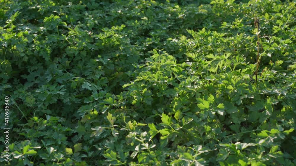 Plantation with parsley greenery growing on garden bed on agriculture field. Concept crop and harvest. Plantation with parsley greenery growing on garden bed on agriculture field. Concept crop and harvest.