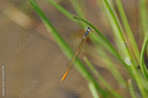 Mortonagrion selenion photo