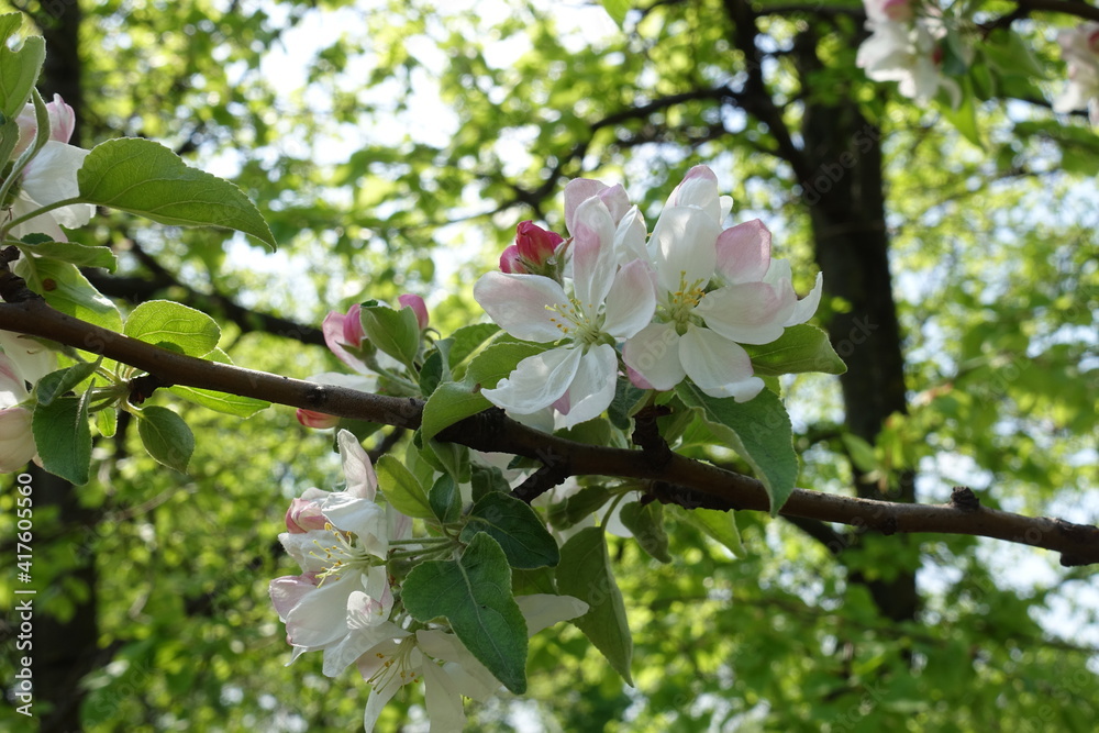 Pink and white flowers and buds of apple tree in April