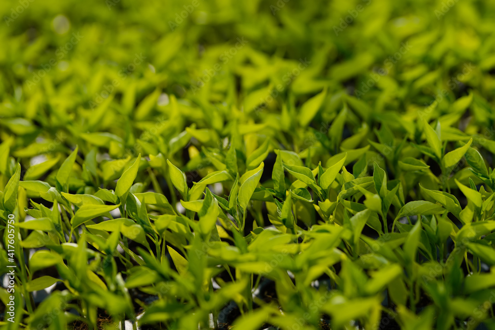 Growing of Small green chili plant at green house