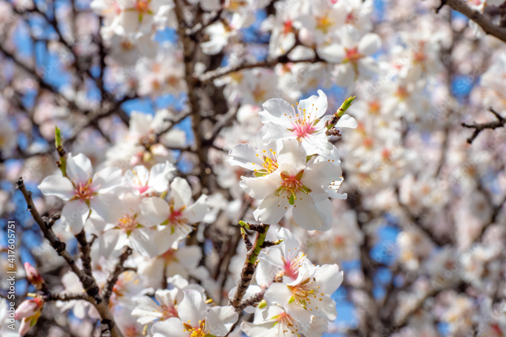 Tree covered in Flowers blooming during springtime in south France Tree covered in Flowers blooming during springtime in south France