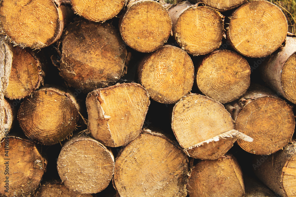 Tree trunks after logging in the forest Tree trunks after logging in the forest